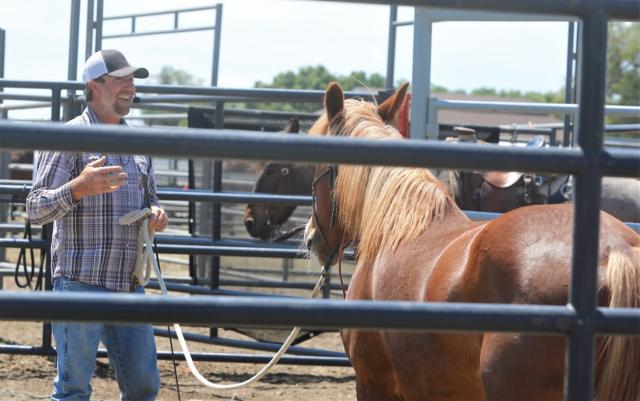 Photo: man stands inside a corral facing a horse on a lead. 