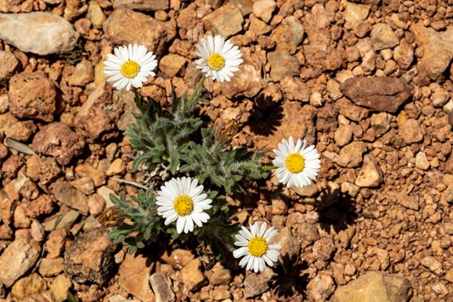 photo: close up of five small white flowers in dry, red, rocky soil.