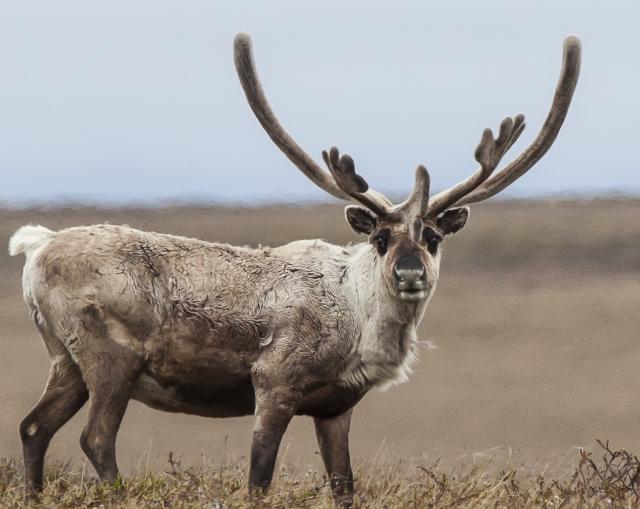 A Teshekpuk caribou pauses while grazing in the National Petroleum Reserve, Alaska.