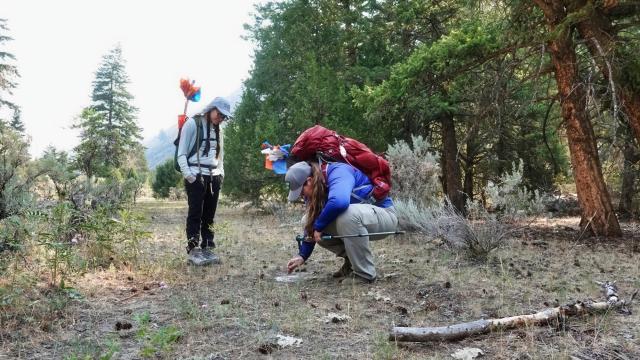 Two BLM ID archaeologists, one standing and one squatting, are surrounded by trees and are documenting surface artifacts along the Salmon River.