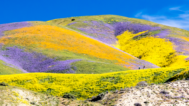 Hilly field covered in purple, yellow, and orange flowers.