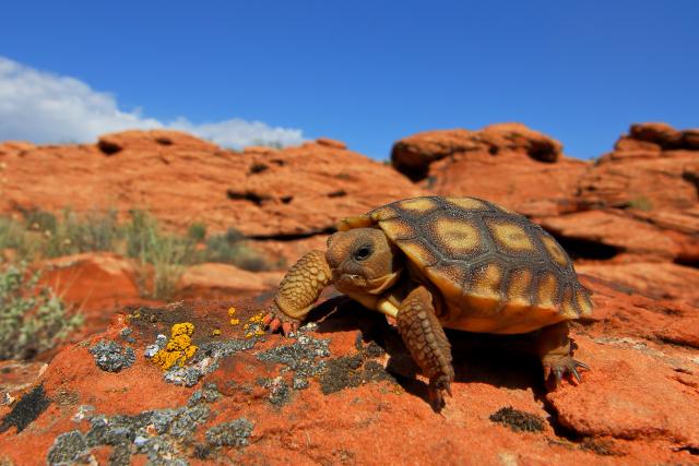 A juvenile Mojave desert tortoise walks across a rock after a meal in a red rock desert landscape..