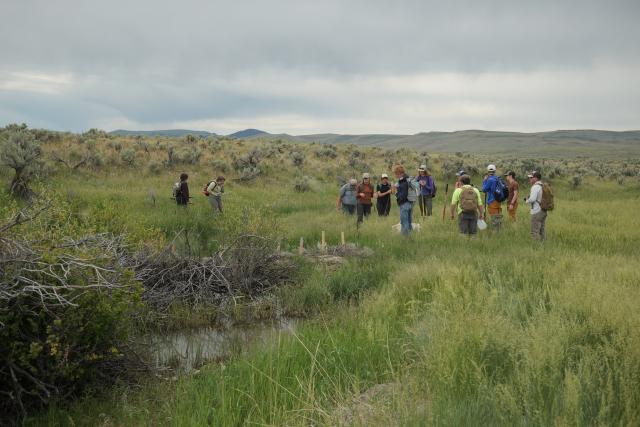 Group of people look at analog dam in the creek, surrounded by green grass and shrubs