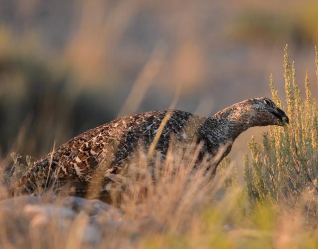 a greater sage-grouse eating sagebrush leaves