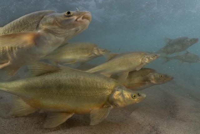 School of Humpback Chub swimming under water