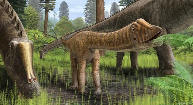 illustration of dinosaurs with long necks and long bodies.