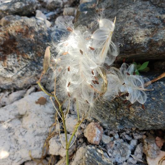 Narrowleaf milkweed, a fluffy  white seed pod on a low, thin bush. 