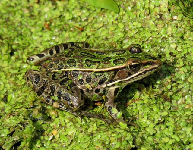 A northern leopard frog sits atop a wetland.