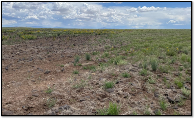 New plants are growing in an area that was treated in an earlier project. (Photo by BLM)  