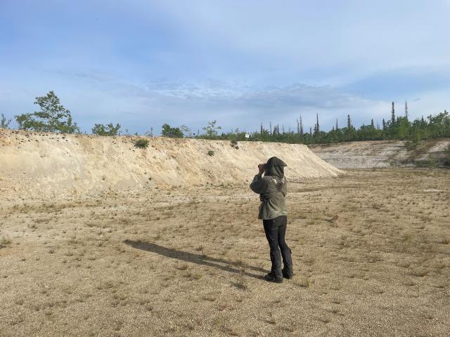 Researcher observe bank swallows from a distance using binoculars.