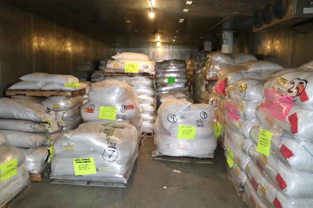 Stacks of plastic white sacks inside a walk in refrigerator