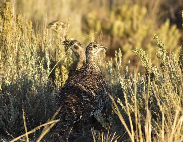 Greater sage-grouse in flowering sagebrush cover