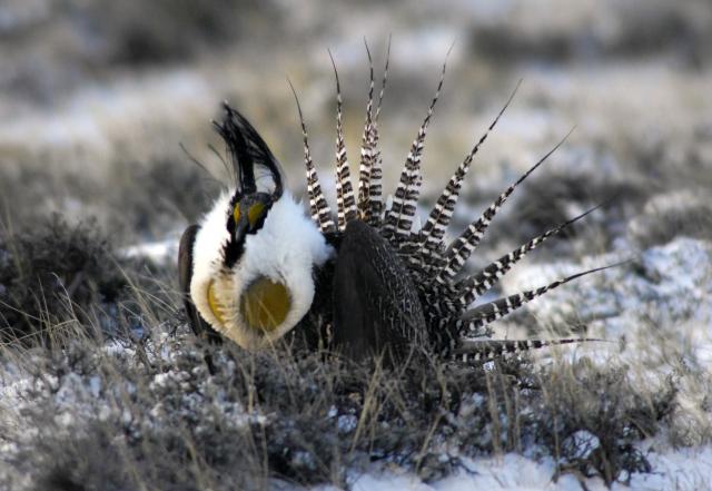 a Gunnison sage-grouse male in display on snowy lek, by Helen Richardson