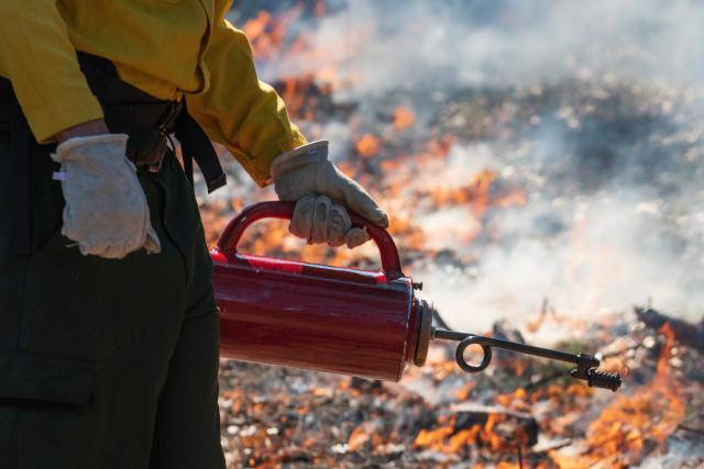 A BLM firefighter uses a drip torch to perform a prescribed burn