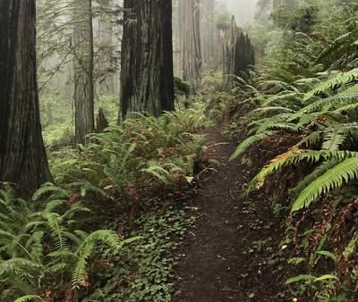 A fern covered trail in a wet, foggy forest.