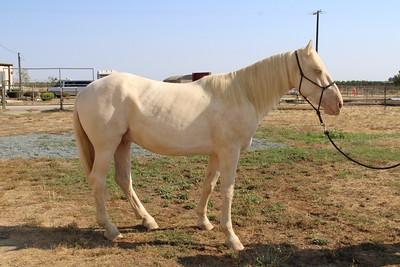 A white horse