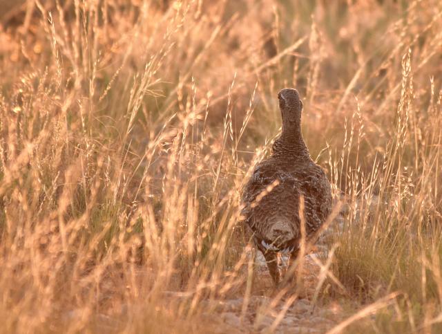 a greater sage-grouse walking in dry grass late summer sun