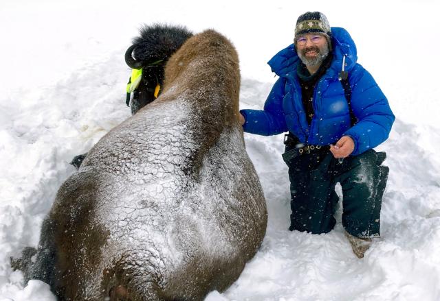 Tom Seaton kneeling next to tranquilized bison in winter while conducting a veterinary check.