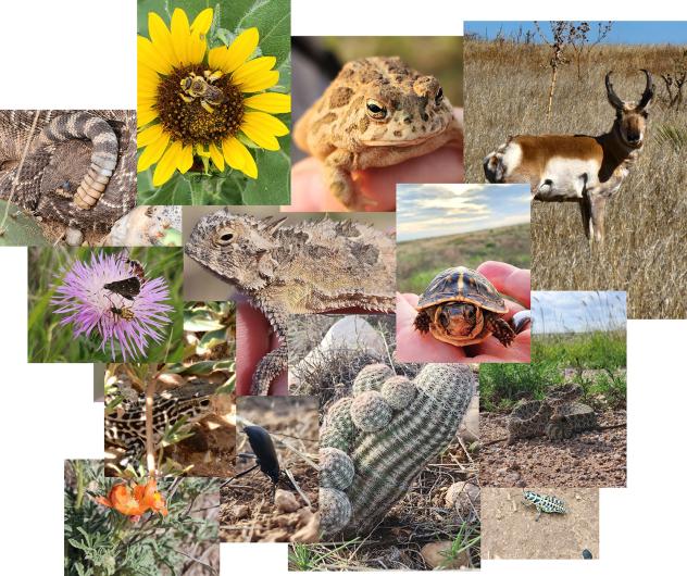 Collage of Flora and Fauna observed on the BLM-Cross Bar Management Area.