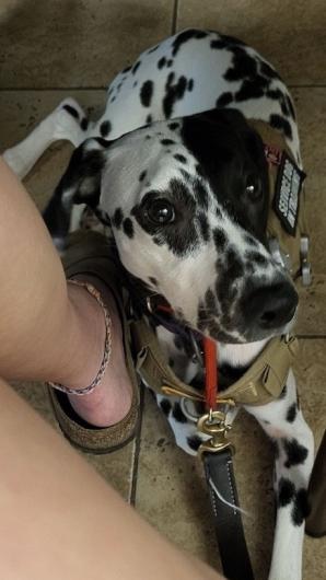 Photo shows a young dalmatian dog looking at the camera, wearing a vest that says, “Service Dog in Training”, sitting close to her handler.