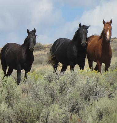 Three horses running in the high desert