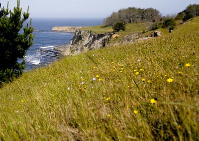 A flower filled meadow along the Pacific Ocean