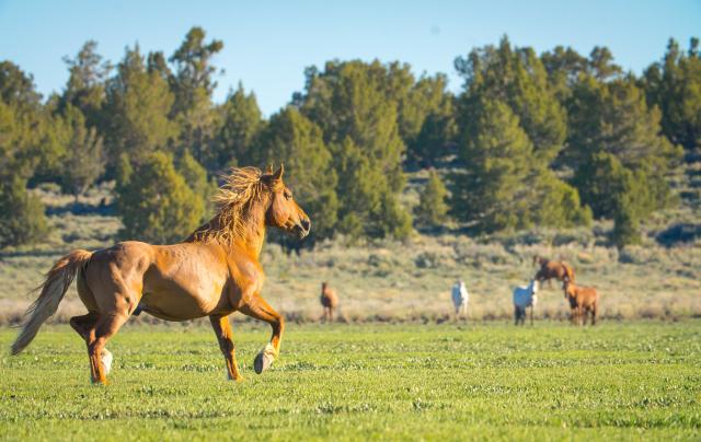 A wild horse runs across a meadow.