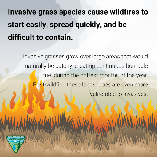 Graphic of flames moving through brown grass. Text reads: Invasive grass species cause wildfires to start easily, spready quickly, and be difficult to contain. Invasive grasses grow over large areas that would naturally be patchy, creating continuous burnable fuel during the hottest months of the year. Post-wildfire, these landscapes are even more vulnerable to invasives. The BLM logo appears in the lower left hand corner.