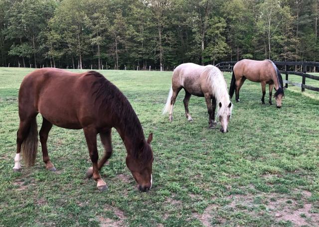 3 horses are seen grazing in a green pasture. 