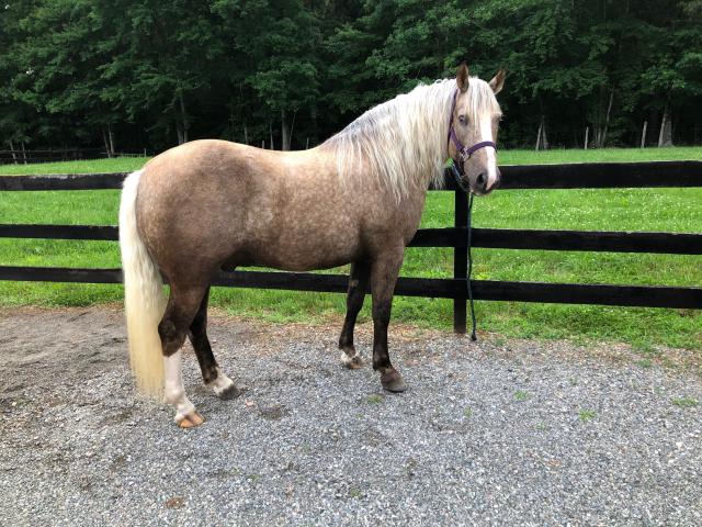 A horse is seen standing next to a wooden fence, with green grass beyond it. 