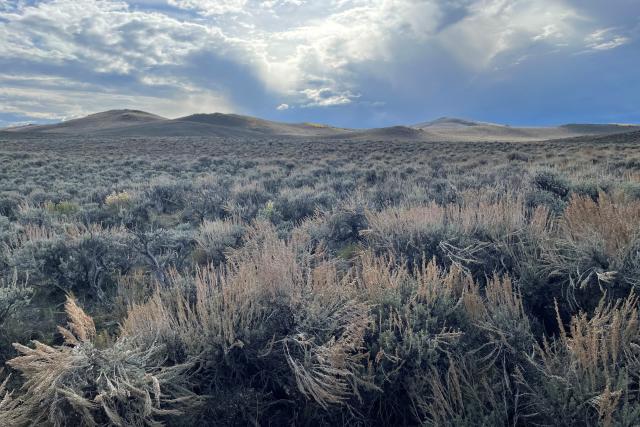 Gunnison sage-grouse habitat Image by Kathy Brodhead BLM