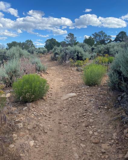 Singletrack trail in the Dry Creek Travel Management Area of the Uncompahgre Field Office, CO.