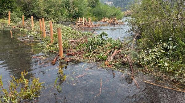 beaver dam analog in the foreground and post assisted log structures in the background