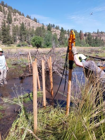 Baxter Milsap drives wooden post into streambed using a hydraulic post pounder while building a beaver dam analogue in Whychus Creek