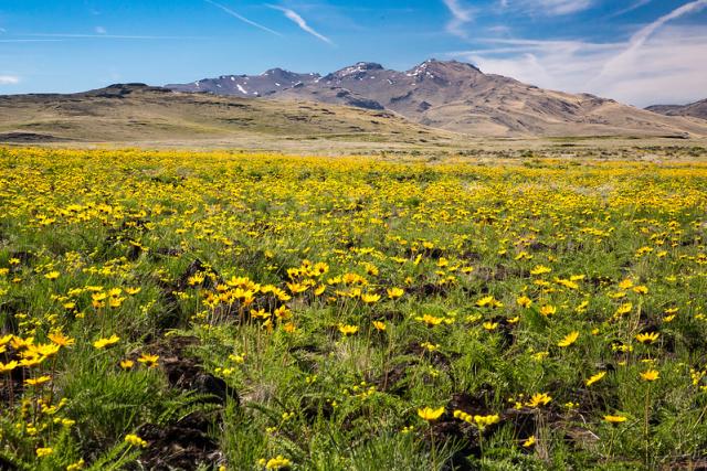 Skedaddle Wilderness Study Area with bright yellow flowers in the foreground and tall mountains in the background.