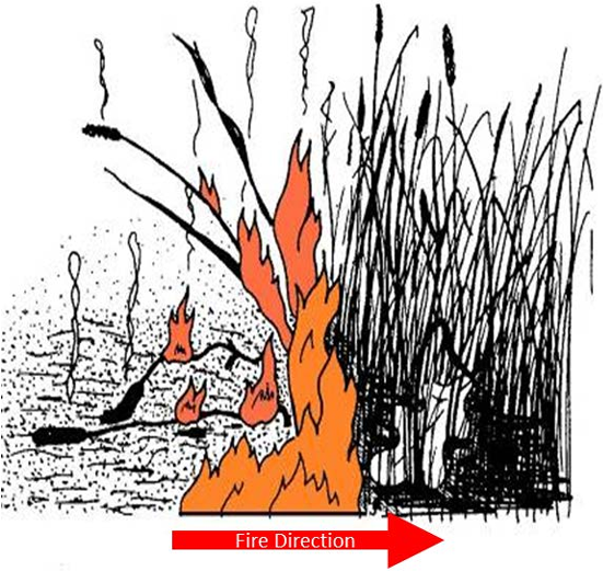 Illustration of fire moving through grass stems leaving them pointing towards the origin of the fire.