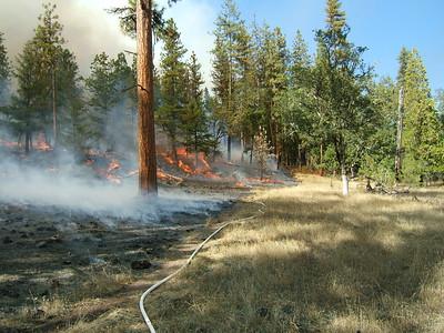 A controlled burn at the edge of a forest.