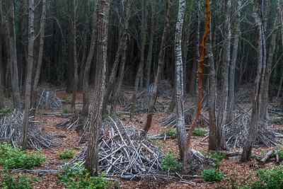 Piles of sticks and brush are arranged neatly among different types of trees.