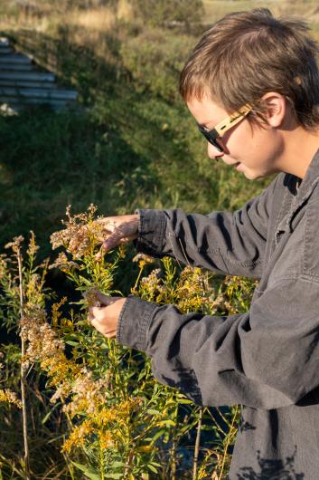 Side view of a person wearing sunglasses and gray sweatshirt, plucking seeds from a tall goldenrod plant. 