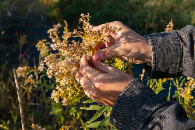 Close up of two hands plucking seeds from a goldenrod plant. 