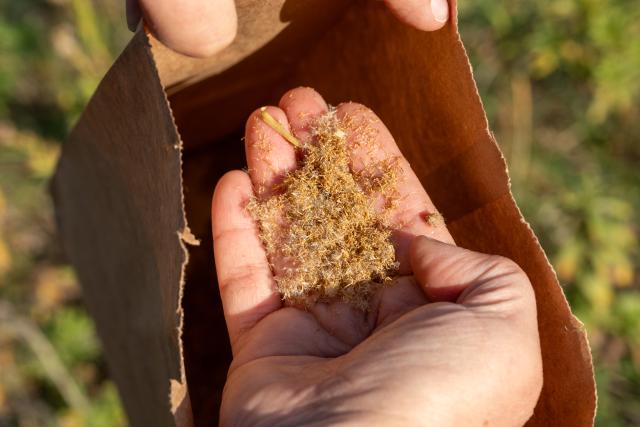 Closeup photo of a hand inside a paper bag holding plant material. 