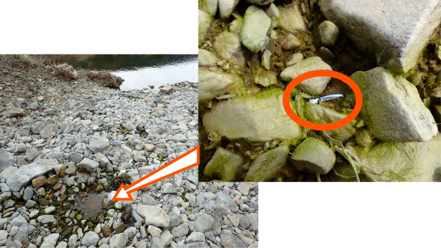 Image composition of dried stream bed with another zoomed image looking at a dead salmon fry in a pool.