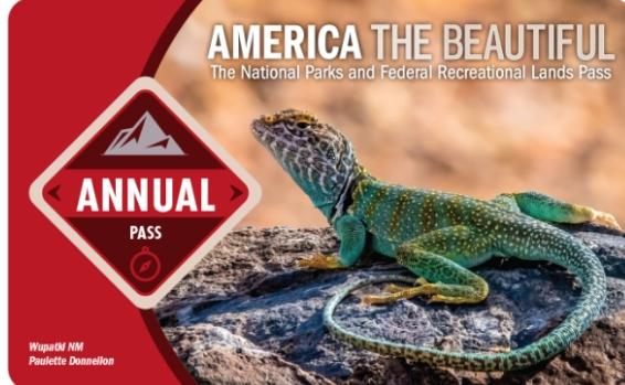 Cover image of an America the Beautiful Annual Pass with a lizard on a rock