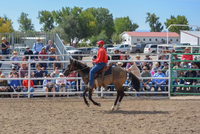 A man in a red shirt and cap rides a brown horse, with a yellow #21 on its hip, past a crowd of people sitting in bleachers.