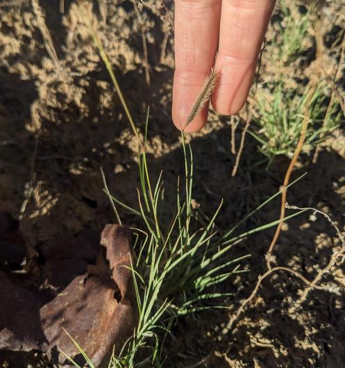 A person's index and middle finger touching Blue Grama near the ground.