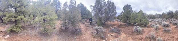 Dense pinyon and juniper forest in the area before treatment.