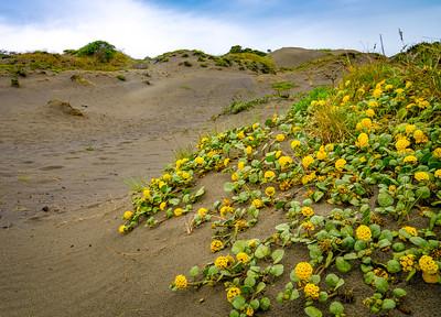 Yellow flowers cover a coastal dune.