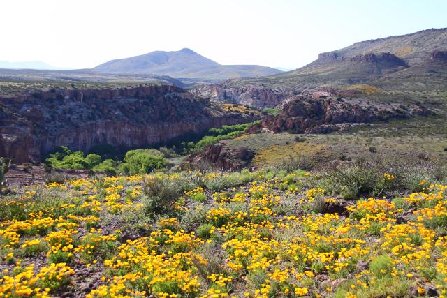 Gila Lower Box Canyon with yellow wildflowers.