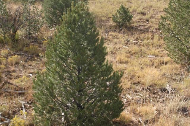 photo of a small pinyon pine tree