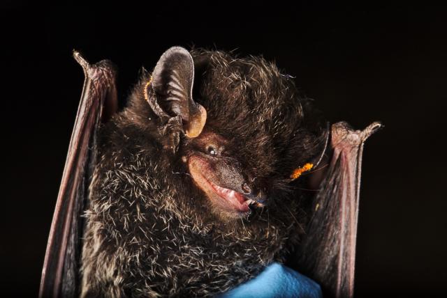 A brown bat with its wings raised and eyes opened.